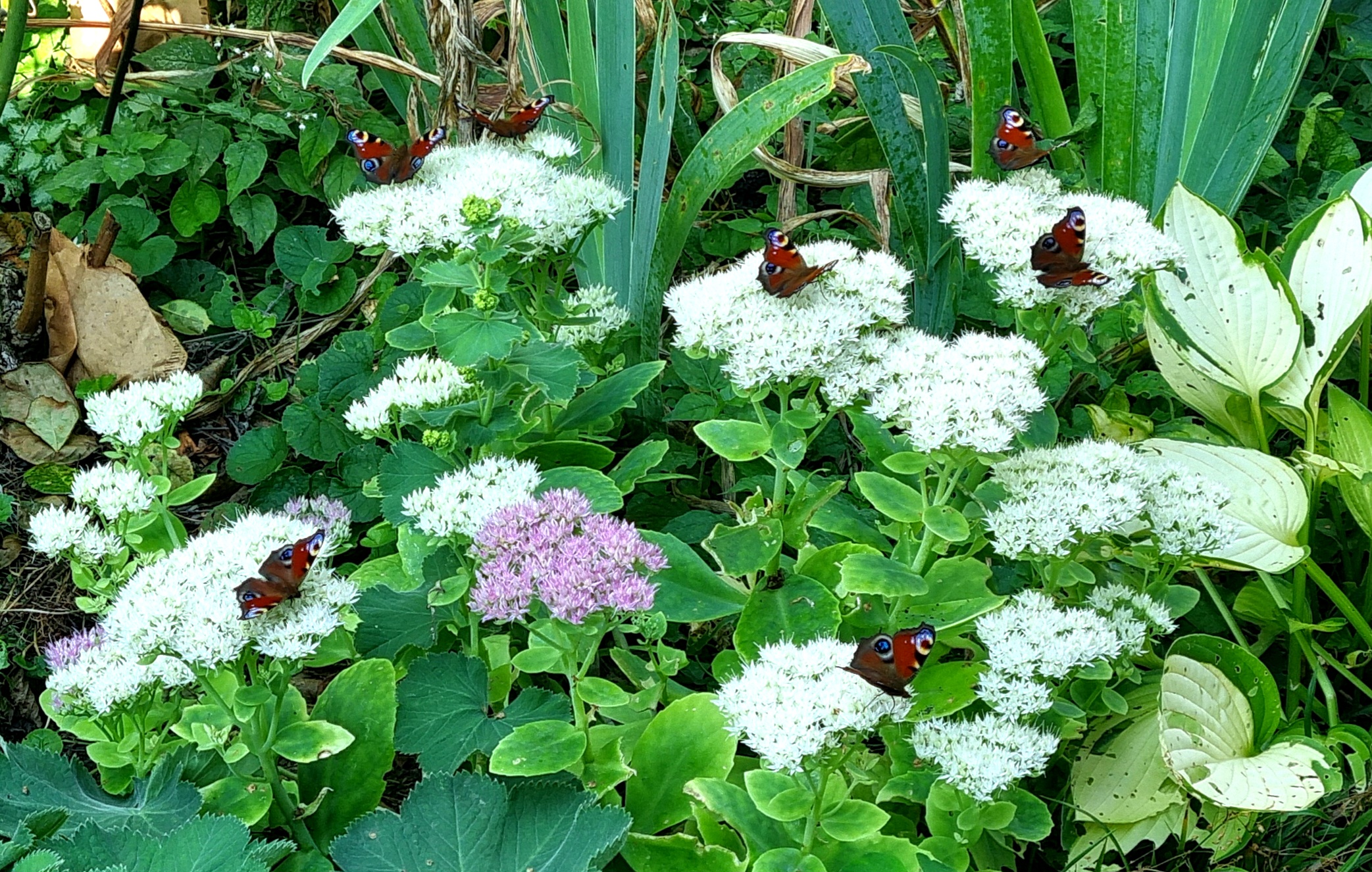 naturnahe Gärten 30.8.